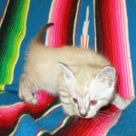 Savannah, Snow, Male, F-7A, DOB 4-28-16