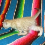 Savannah, Snow, Male, F-7A, DOB 4-28-16