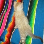 Savannah, Snow, Male, F-7A, DOB 4-28-16