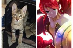 Pyrrha Mikos Savannah F-6B Brown Black Spotted Female DOB 4-25-16