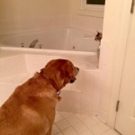 Pyrrha Mikos, Savannah, BST, Female, DOB 4-25-16