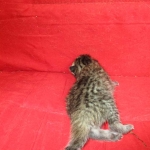 Savannah, BST, F6-B Female DOB 4-25-16