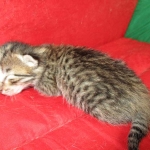 Savannah, BST, F6-B Female DOB 4-25-16