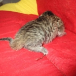 Savannah, BST, F6-B Female DOB 4-25-16