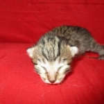 Savannah, BST, F6-B Female DOB 4-25-16