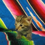 Savannah, BST, F6-B Female DOB 4-25-16