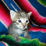 Savannah, BST, F6-B Female DOB 4-25-16