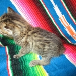 Savannah, BST, F6-B Female DOB 4-25-16