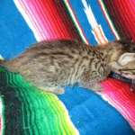 Savannah, BST, F6-B Female DOB 4-25-16