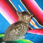 Savannah, BST, F6-B Female DOB 4-25-16