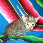 Savannah, BST, F6-B Female DOB 4-25-16