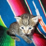 Savannah, BST, F6-B Female DOB 4-25-16