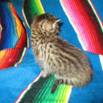 Savannah, BST, F6-B Female DOB 4-25-16