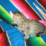 Savannah, BST, F6-B Female DOB 4-25-16