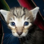 Savannah, BST, F6-B Female DOB 4-25-16