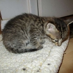 Savannah, BST, F6-B Female DOB 4-25-16