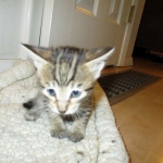 Savannah, BST, F6-B Female DOB 4-25-16