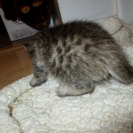 Savannah, BST, F6-B Female DOB 4-25-16