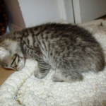 Savannah, BST, F6-B Female DOB 4-25-16