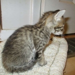 Savannah, BST, F6-B Female DOB 4-25-16