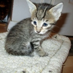 Savannah, BST, F6-B Female DOB 4-25-16