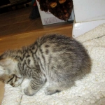 Savannah, BST, F6-B Female DOB 4-25-16