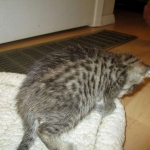 Savannah, BST, F6-B Female DOB 4-25-16