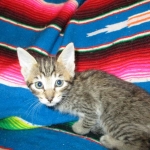 Savannah, BST, F6-B Female DOB 4-25-16