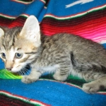 Savannah, BST, F6-B Female DOB 4-25-16