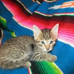 Savannah, BST, F6-B Female DOB 4-25-16