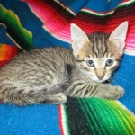 Savannah, BST, F6-B Female DOB 4-25-16