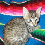 Savannah, BST, F6-B Female DOB 4-25-16