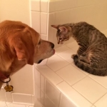 Pyrrha Mikos, Savannah, BST, Female, DOB 4-25-16