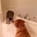 Pyrrha Mikos, Savannah, BST, Female, DOB 4-25-16