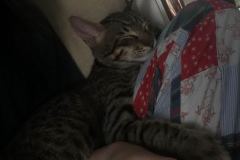 Pericles Savannah F-6B Brown Spotted Male Lots of spots DOB 4-25-16