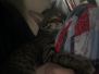 Pericles Savannah F-6B Brown Spotted Male Lots of spots DOB 4-25-16