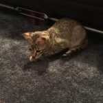 Pericles, savannah, F6B Brown spotted male, DOB 4/25/16