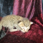 Savannah, F-6B Brown Spotted Male, DOB 4-25-16