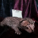 Savannah, F-6B Brown Spotted Male, DOB 4-25-16