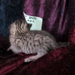 Savannah, F-6B Brown Spotted Male, DOB 4-25-16