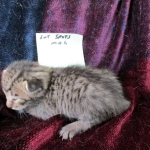 Savannah, F-6B Brown Spotted Male, DOB 4-25-16