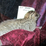 Savannah, F-6B Brown Spotted Male, DOB 4-25-16