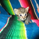 Savannah, F-6B Brown Spotted Male, DOB 4-25-16