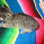 Savannah, F-6B Brown Spotted Male, DOB 4-25-16