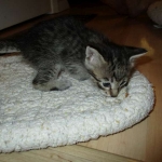 Savannah, F-6B Brown Spotted Male, DOB 4-25-16