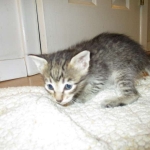 Savannah, F-6B Brown Spotted Male, DOB 4-25-16