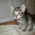 Savannah, F-6B Brown Spotted Male, DOB 4-25-16