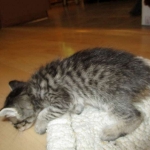 Savannah, F-6B Brown Spotted Male, DOB 4-25-16