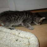 Savannah, F-6B Brown Spotted Male, DOB 4-25-16