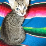 Savannah, F-6B Brown Spotted Male, DOB 4-25-16